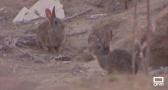 Nuevas medidas para controlar la población de conejos en Castilla-La Mancha