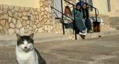 Moriscote, el pueblo con más gatos que personas (y el zorro Leo)