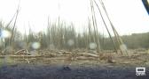 El viento tira 1.400 chopos en Robledo, Albacete