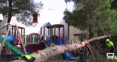 Árboles caídos y graves daños en Daimiel por el viento