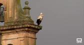 La Calzada de Oropesa cuenta con una numerosa colonia de cigüeñas