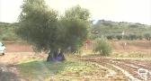 Pérdida en la cosecha de aceituna por las constantes lluvias