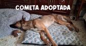 Cometa encuentra adopción gracias a Amparanimals y Estando Contigo