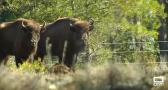 Vecinos de El Recuenco conocen a los nueve bisontes europeos que ayudan a prevenir incendios