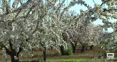 La floración del almendro llega este año más tarde debido a las borrascas