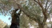 Así se podan los olivos antes de que vuelvan a florecer