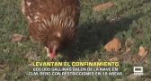 Levantan el confinamiento de las aves de corral en España - 01/04/2026