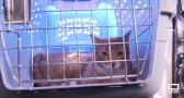 La normativa para viajar con mascotas entre países miembros de la Unión Europea se endurece