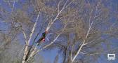 Curso de poda en altura en la provincia de Cuenca