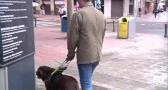 Día internacional del perro guía, jornada para reclamar el acceso a establecimientos
