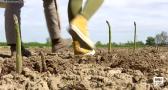 El espárrago de cultivo en Añover de Tajo