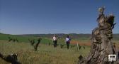 Recuperan antiguos viñedos en la Alcarria conquense