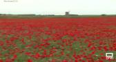 El espectáculo de los campos de amapolas de Socuéllamos