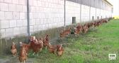 Las gallinas camperas vuelven al aire libre