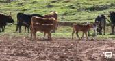 Conocemos la ganadería de toros de lidia de Juan Barriopedro