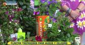 Las plantas trepadoras