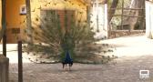 Zoo y centro de recuperación: así es el zoológico de Guadalajara