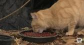 Oleada de abandono de gatos recién nacidos en San Román de los Montes