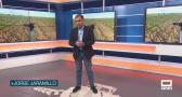 El campo - 11/05/2026