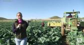 En plena campaña de la recogida de brócoli, preparamos una deliciosa receta