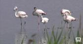 Las lluvias favorecen el flujo de aves migratorias a los humedales de nuestra región