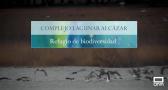 Complejo lagunar de Alcázar, refugio de biodiversidad