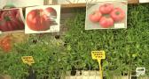 Una empresa de Aguas Nuevas recopila semillas de tomates autóctonos desde hace más de 30 años