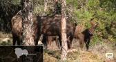 9 bisontes europeos en el Parque Natural del Alto Tajo