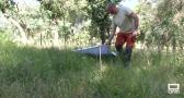 La llegada del calor favorece la proliferación de garrapatas