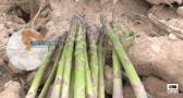 Recogemos espárragos verdes en Romanones y Armuña de Tajuña