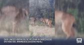 Pelea a cabezazos de dos linces ibéricos en Viso del Marqués