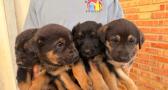 Rescate de cuatro cachorros en Cenizate por el Refugio Animalea