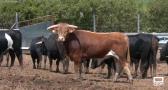 Conocemos la finca La Morera en Fuentelencina