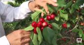 La empresa "El Ciruelo" ya está en plena recolección de la cereza