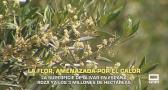 La superficie de olivar en España roza los 3 millones de hectáreas - 21/05/2026
