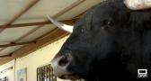 Conocemos a Tamariz, el toro bravo que se pasea por su casa