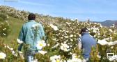 Florece la jara en los campos de Hiendelaencina y Villares de Jadraque