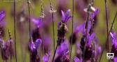 Ruta por Guadalajara para disfrutar de las flores que nos trae la primavera