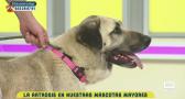 Artrosis animal