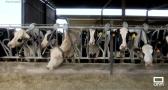 Así es el cuidado de las vacas y el proceso de ordeño de una ganadería de Velada