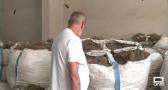 3.000 kilos de tomillo alfombrarán la procesión del Corpus de Toledo