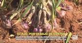 El ajo, por debajo de costes - 03/06/2026