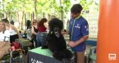 Toledo acoge el primer Concurso Nacional Canino
