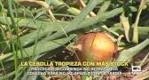 La cebolla tropieza con más stock - 09/06/2026