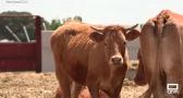 Conocemos a las vacas "limousin" de Casas de Juan Núñez