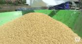 Cultivamos arroz en Las Minas