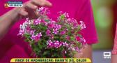 'Vincas' en nuestro jardín