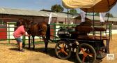 Agudo vuelve a celebrar su Feria Agropecuaria