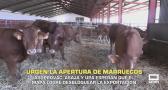 Los productores de vacuno de carne urgen la apertura de Marruecos - 16/06/2026