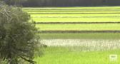 La D.O. del arroz Calasparra cumple 40 años